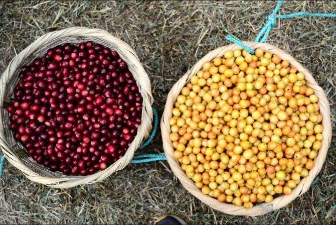 Cosecha de cerezas de café